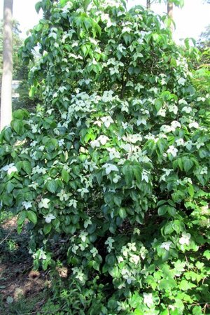 Cornus nuttallii 80-100 cm met kluit - afbeelding 2