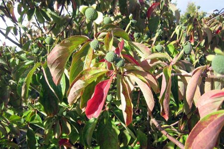 Cornus nuttallii 80-100 cm met kluit - afbeelding 4