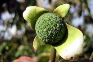 Cornus nuttallii 80-100 cm met kluit - afbeelding 7