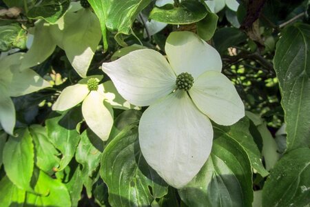Cornus nuttallii 80-100 cm met kluit - afbeelding 8