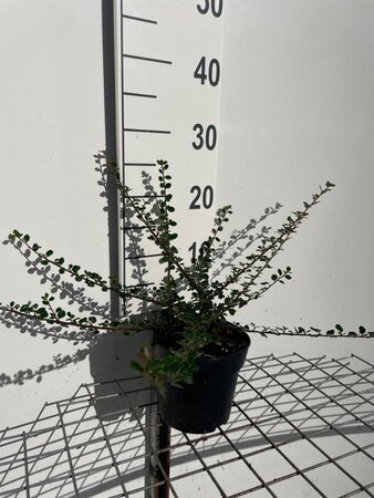 Cotoneaster pr. 'Streib's Findling' geen maat specificatie cont. 1,3L - afbeelding 2