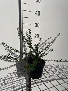 Cotoneaster pr. 'Streib's Findling' geen maat specificatie cont. 1,3L - afbeelding 2