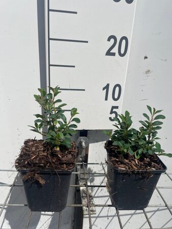 Cotoneaster radicans 'Eichholz' geen maat specificatie 0,55L/P9cm - afbeelding 6