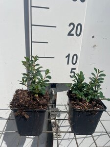 Cotoneaster radicans 'Eichholz' geen maat specificatie 0,55L/P9cm - afbeelding 6