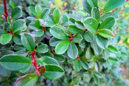 Cotoneaster radicans 'Eichholz' geen maat specificatie 0,55L/P9cm - afbeelding 2