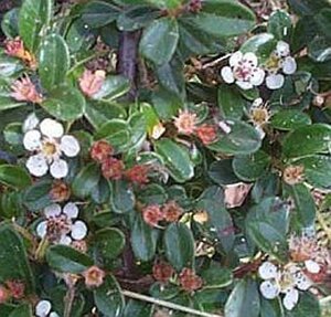 Cotoneaster radicans 'Eichholz' geen maat specificatie 0,55L/P9cm - afbeelding 5