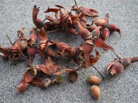 Corylus 'Rode Zellernoot' 125-150 cm wortelgoed 3 tak struik - afbeelding 1