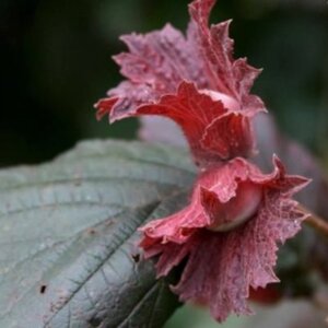 Corylus 'Rode Zellernoot' 125-150 cm wortelgoed 3 tak struik - afbeelding 3
