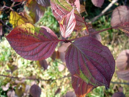 Cornus sanguinea 60-80 cm cont. 7,5L - afbeelding 1