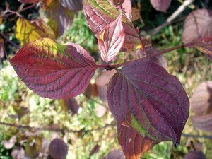 Cornus sanguinea 60-80 cm cont. 7,5L