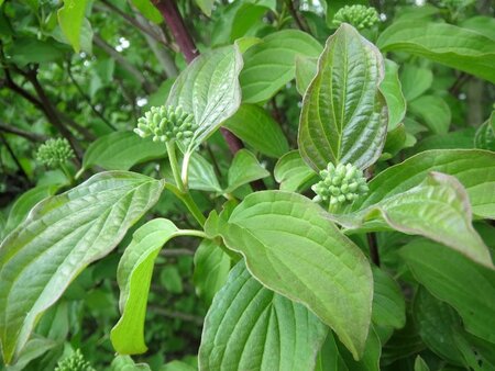 Cornus sanguinea 60-80 cm cont. 7,5L - afbeelding 9