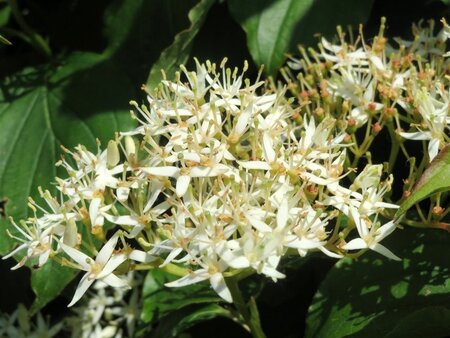 Cornus sanguinea 60-80 cm cont. 7,5L - afbeelding 8
