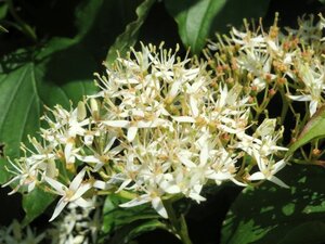 Cornus sanguinea 60-80 cm cont. 7,5L - afbeelding 8