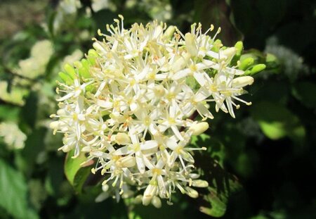 Cornus sanguinea 60-80 cm cont. 7,5L - afbeelding 7