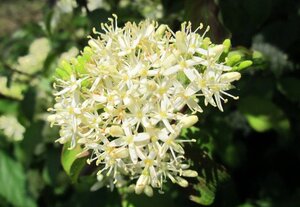 Cornus sanguinea 60-80 cm cont. 7,5L - afbeelding 7