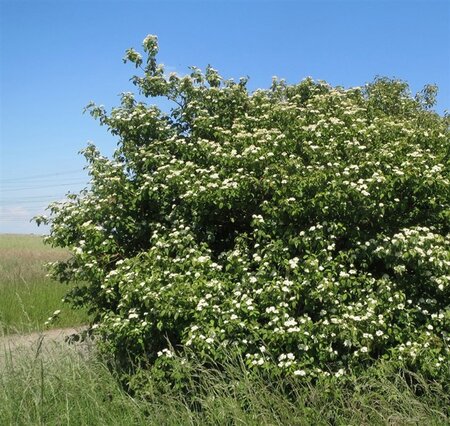 Cornus sanguinea 60-80 cm cont. 7,5L - afbeelding 6