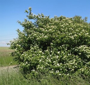 Cornus sanguinea 60-80 cm cont. 7,5L - afbeelding 6