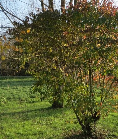Cornus sanguinea 60-80 cm cont. 7,5L - afbeelding 5