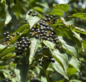 Cornus sanguinea 60-80 cm cont. 7,5L - afbeelding 4