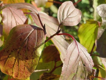 Cornus sanguinea 60-80 cm cont. 7,5L - afbeelding 3
