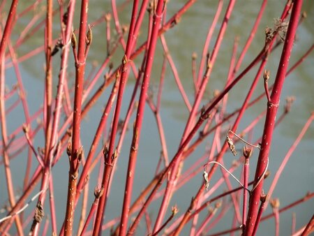 Cornus sanguinea 60-80 cm cont. 7,5L - afbeelding 2