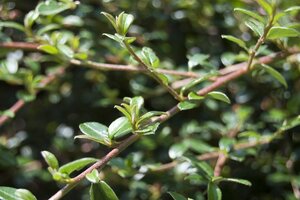 Cotoneaster suec. 'Coral Beauty' 30-40 cm cont. 2,0L - afbeelding 2