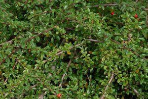 Cotoneaster suec. 'Coral Beauty' 30-40 cm cont. 2,0L - afbeelding 3
