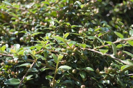 Cotoneaster suec. 'Coral Beauty' 30-40 cm cont. 2,0L - afbeelding 4