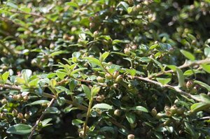 Cotoneaster suec. 'Coral Beauty' 30-40 cm cont. 2,0L - afbeelding 4