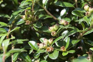 Cotoneaster suec. 'Coral Beauty' 30-40 cm cont. 2,0L - afbeelding 5