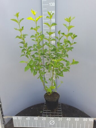 Cornus sericea 'Flaviramea' 100-125 cm cont. 5,0L
