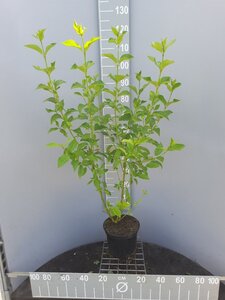 Cornus sericea 'Flaviramea' 100-125 cm cont. 5,0L