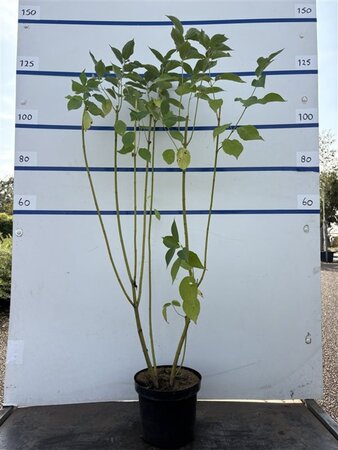Cornus sericea 'Flaviramea' 100-125 cm cont. 7,5L - afbeelding 2