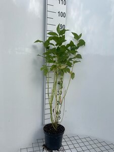 Cornus sericea 'Flaviramea' 60-80 cm cont. 3,0L