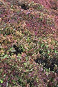 Cornus sericea 'Kelseyi' (=Kelsey's Dwarf) 30-40 cm cont. 1,5L
