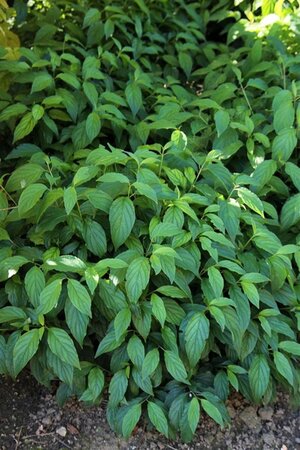 Cornus sericea 'Kelseyi' (=Kelsey's Dwarf) 30-40 cm cont. 1,5L - afbeelding 2
