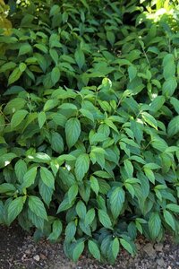 Cornus sericea 'Kelseyi' (=Kelsey's Dwarf) 30-40 cm cont. 1,5L - afbeelding 2