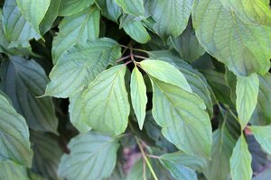 Cornus sericea 'Kelseyi' (=Kelsey's Dwarf) 30-40 cm cont. 1,5L - afbeelding 3