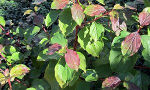 Cornus sang. 'Winter Beauty' 60-80 cm cont. 3,0L