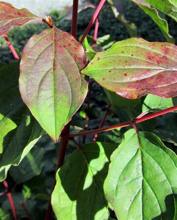 Cornus sang. 'Winter Beauty' 60-80 cm cont. 3,0L - afbeelding 3