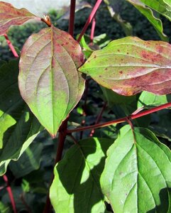 Cornus sang. 'Winter Beauty' 60-80 cm met kluit - afbeelding 3
