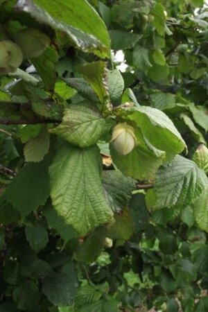 Corylus 'Webb's Prize Cob' 100-125 cm wortelgoed 3-5 tak struik - afbeelding 2