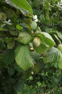 Corylus 'Webb's Prize Cob' 100-125 cm wortelgoed 3-5 tak struik - afbeelding 2