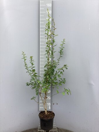 Crataegus monogyna 100-125 cm cont. 5,0L - afbeelding 2