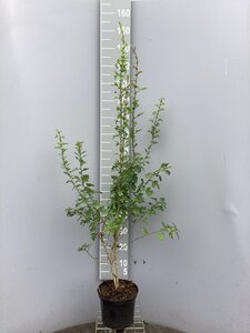 Crataegus monogyna 100-125 cm cont. 5,0L - afbeelding 2
