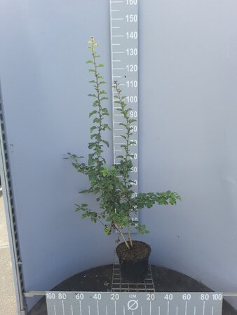 Crataegus monogyna 100-125 cm cont. 5,0L - afbeelding 2