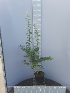 Crataegus monogyna 100-125 cm cont. 5,0L - afbeelding 2