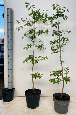 Crataegus monogyna 100-125 cm cont. 5,0L - afbeelding 1