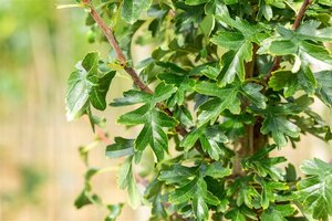 Crataegus monogyna 'Stricta' 18-20 Hoogstam draadkluit 260 cm stam dakvorm 140 Versgeleid