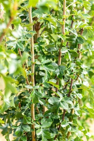 Crataegus monogyna 'Stricta' 18-20 Hoogstam draadkluit 260 cm stam dakvorm 140 Versgeleid - afbeelding 2
